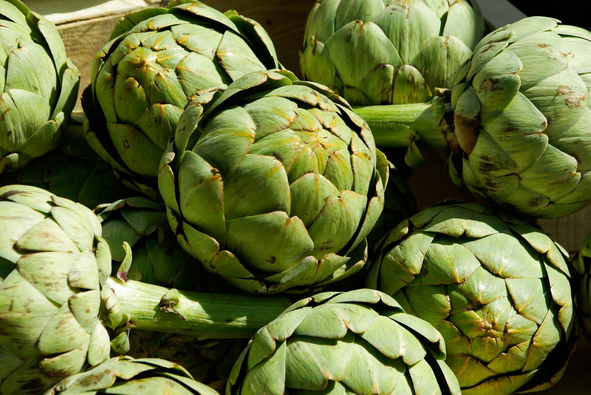 I Carciofi Fanno Male Ai Cani